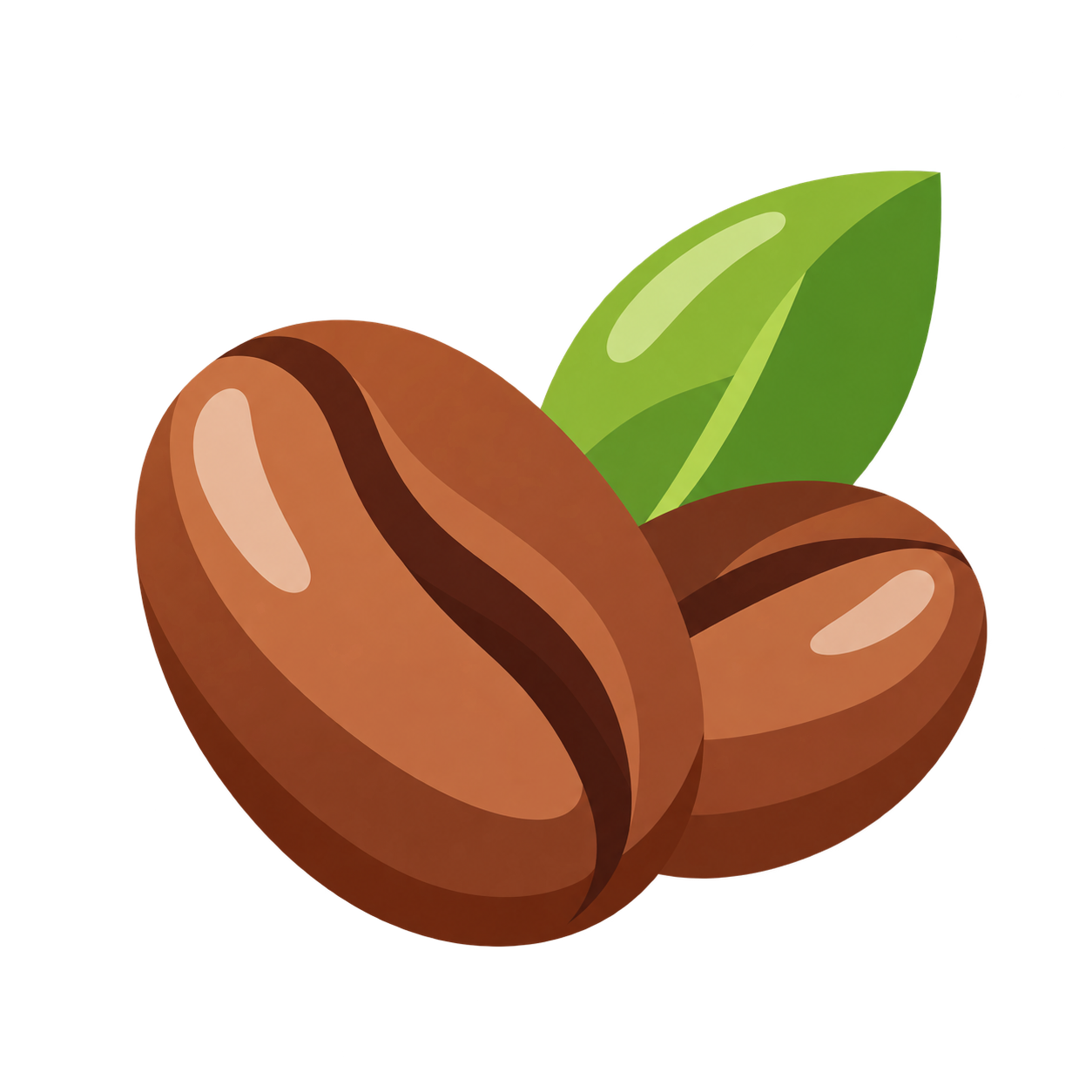 Ilustración botánica de Café